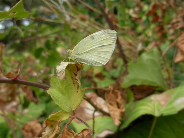 Pieris rapae?